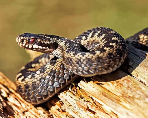Common Adder Paint By Numbers