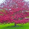 Crabapple Tree Landscape Paint By Number