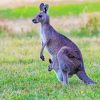 Cute Kangaroo Animal Paint By Number
