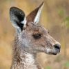 Eastern Grey Kangaroo Head Paint By Numbers