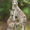 Eastern Grey Kangaroos Paint By Numbers