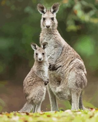 Eastern Grey Kangaroos Paint By Numbers