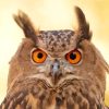 Eurasian Eagle Owl Face Paint By Number