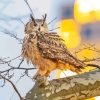 Eurasian Eagle Owl On Tree Paint By Number