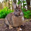 European Rabbit Animal Paint By Numbers