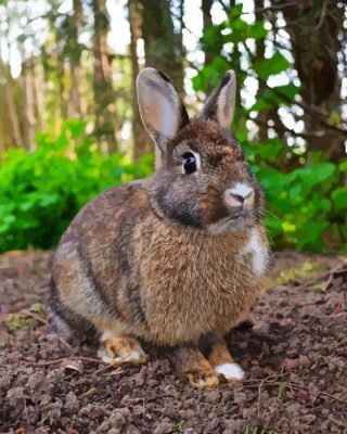 European Rabbit Animal Paint By Numbers