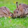 European Rabbits Paint By Numbers