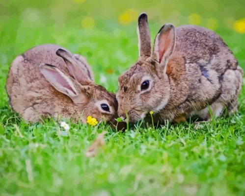 European Rabbits Paint By Numbers