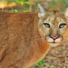 Florida Panther Animal Paint By Number