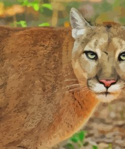 Florida Panther Animal Paint By Number