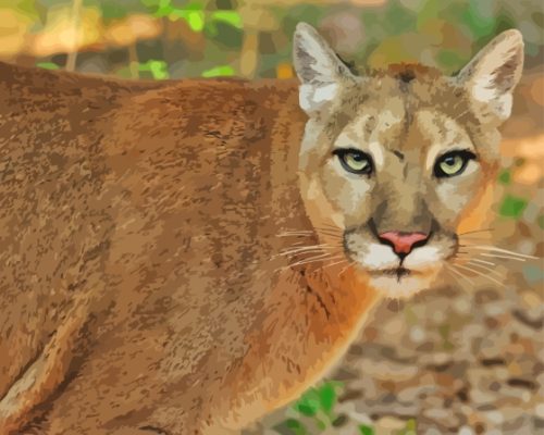 Florida Panther Animal Paint By Number