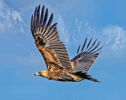 Flying Wedge Tailed Eagle Paint By Number