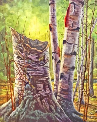 Forest White Birches Paint By Number