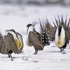 Greater Sage Grouse Birds Paint By Number