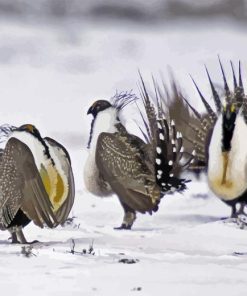 Greater Sage Grouse Birds Paint By Number