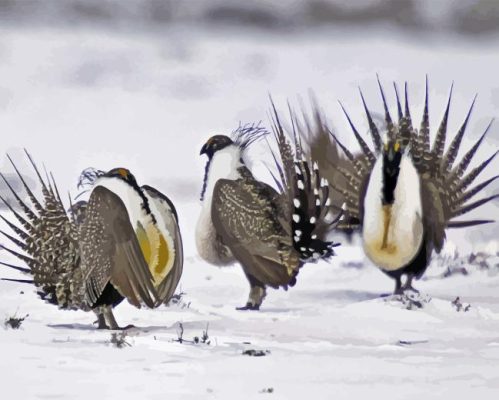 Greater Sage Grouse Birds Paint By Number