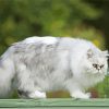 Himalayan Cat Paint By Numbers