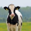 Holstein Cattle Paint By Numbers