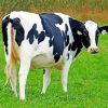 Holstein Cow Paint By Number