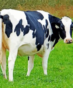 Holstein Cow Paint By Number