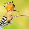 Hoopoe On Stick Paint By Number