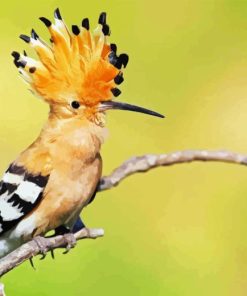 Hoopoe On Stick Paint By Number