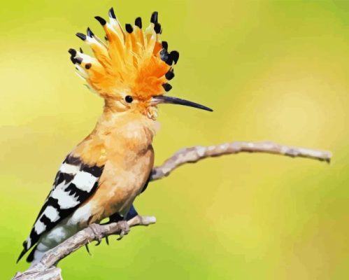 Hoopoe On Stick Paint By Number