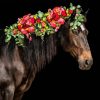 Horse And Colorful Flowers Paint By Numbers