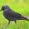 Jackdaw On Green Grass Paint By Number