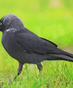 Jackdaw On Green Grass Paint By Number