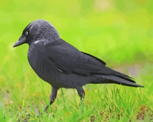 Jackdaw On Green Grass Paint By Number