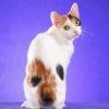 Japanese Bobtail Back Paint By Numbers