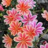 Lewisia Cotyledon Paint By Numbers