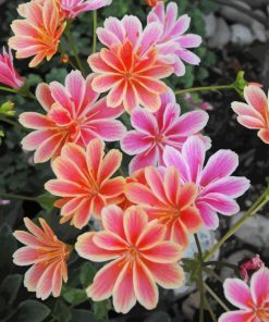 Lewisia Cotyledon Paint By Numbers