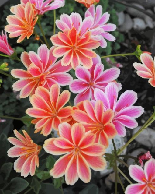 Lewisia Cotyledon Paint By Numbers