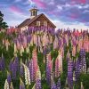 Lupines Flowers Field Paint By Numbers