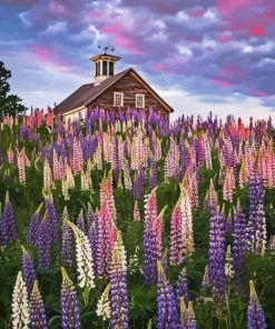 Lupines Flowers Field Paint By Numbers