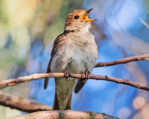 Nightingale Singing Paint By Number