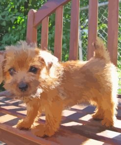 Norfolk Terrier Puppy Paint By Number