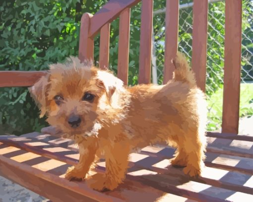 Norfolk Terrier Puppy Paint By Number
