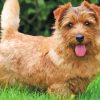 Norfolk Terrier Side View Paint By Number