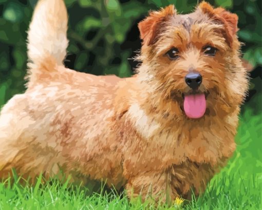 Norfolk Terrier Side View Paint By Number