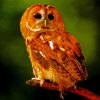 Orange Owl Paint By Numbers