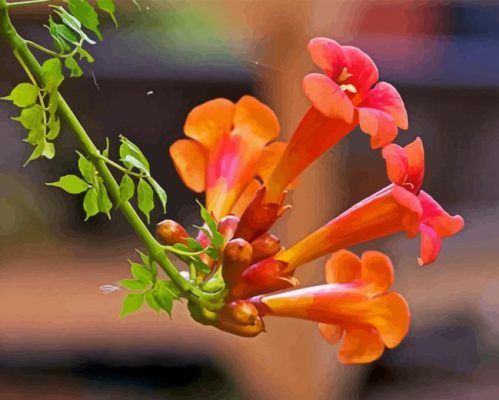 Orange Trumpet Vines Paint By Number