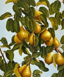 Pears Still Life Tree Paint By Numbers