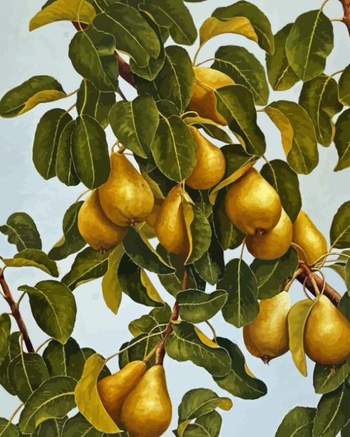Pears Still Life Tree Paint By Numbers