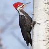 Pileated Woodpecker Paint By Numbers