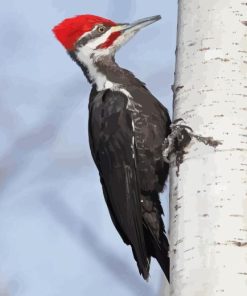 Pileated Woodpecker Paint By Numbers