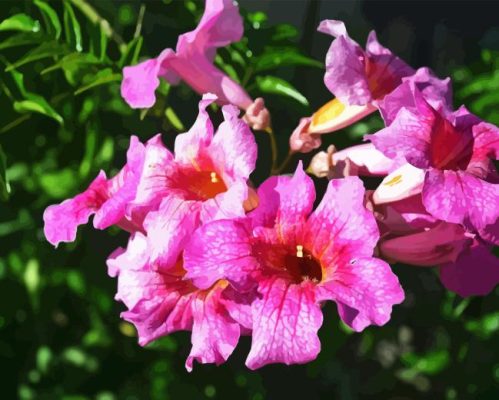 Pink Trumpet Vines Paint By Number