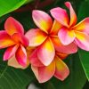Pink And Orange Frangipani Plumeria Flowers Paint By Number